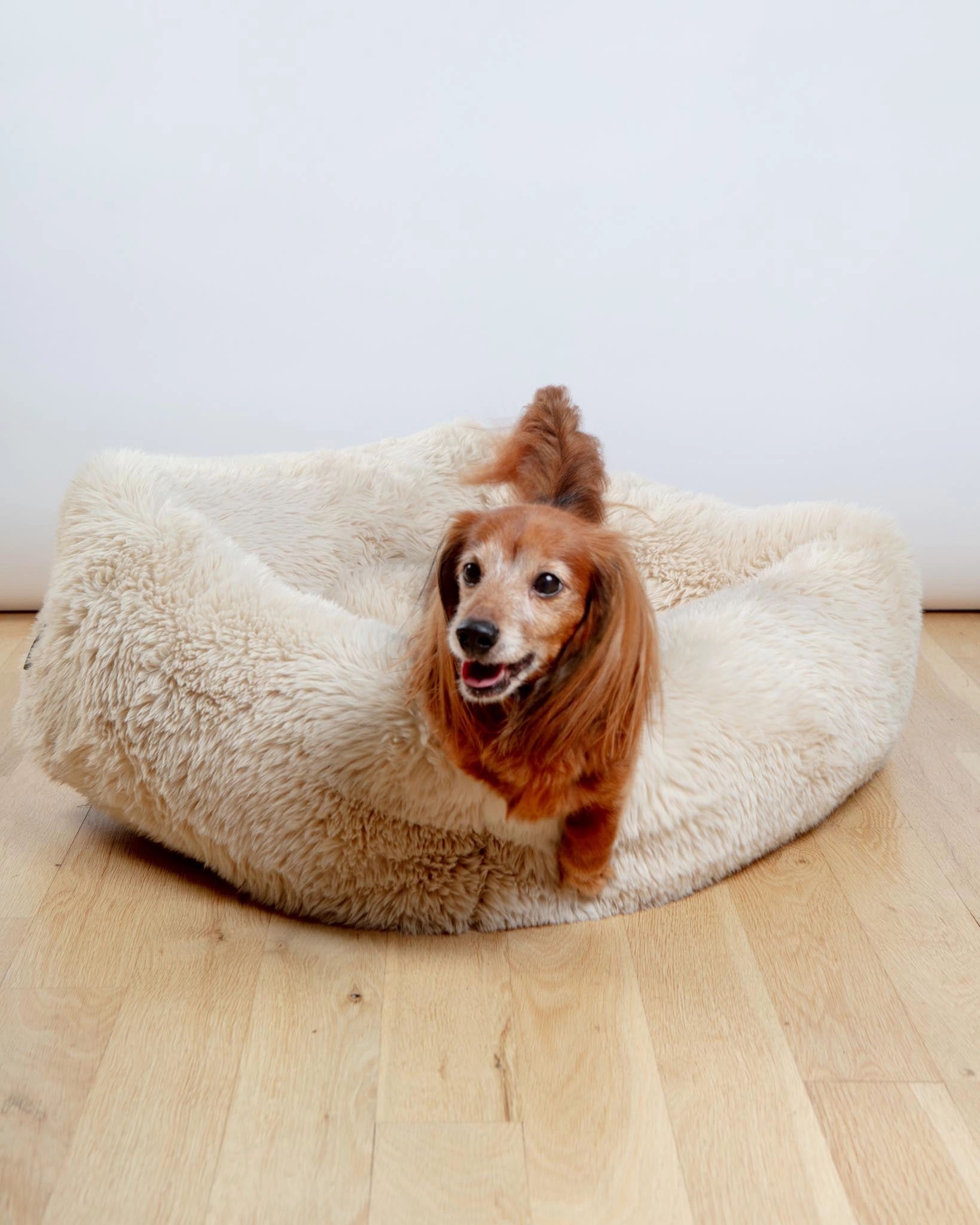 The Franklin Dog Bed in Fluffernutter (Direct-Ship)
