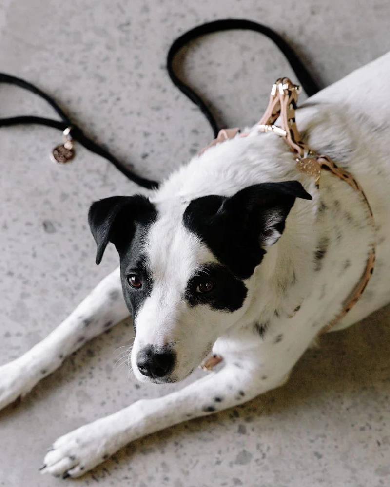 Tiggy Leather Dog Harness