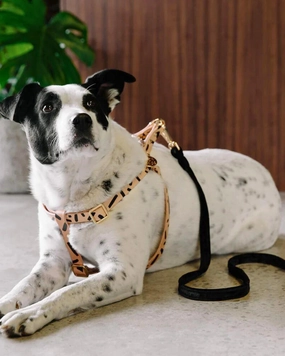Tiggy Leather Dog Harness