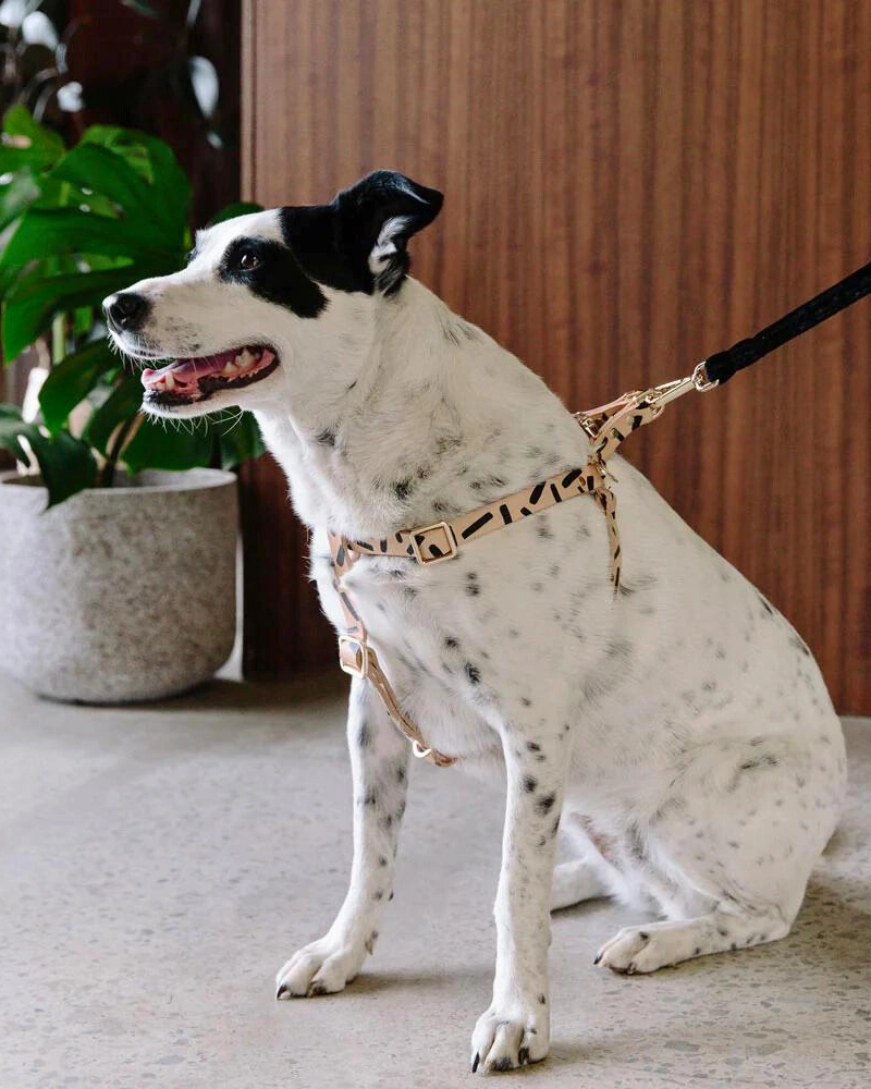 Tiggy Leather Dog Harness