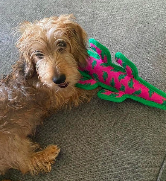 Tough Toy | Alligator