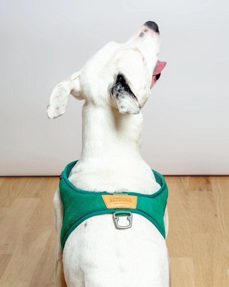 Town Slip-On Dog Harness