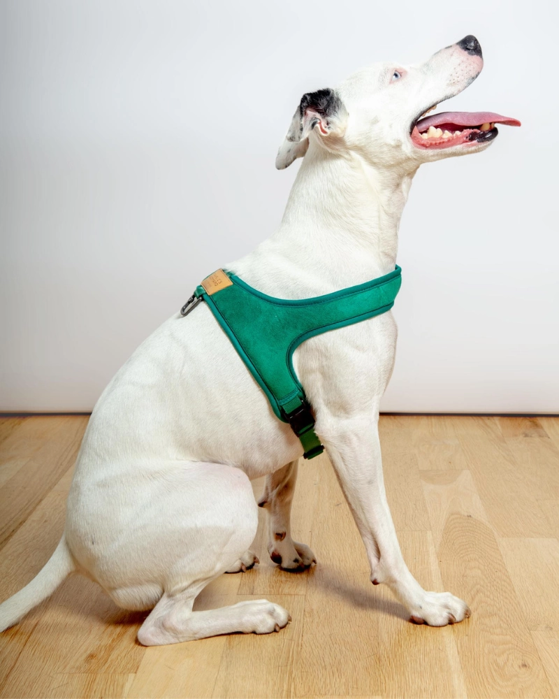 Town Slip-On Dog Harness
