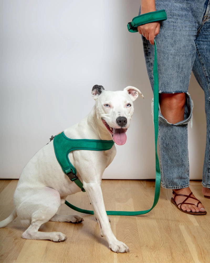 Town Slip-On Dog Harness