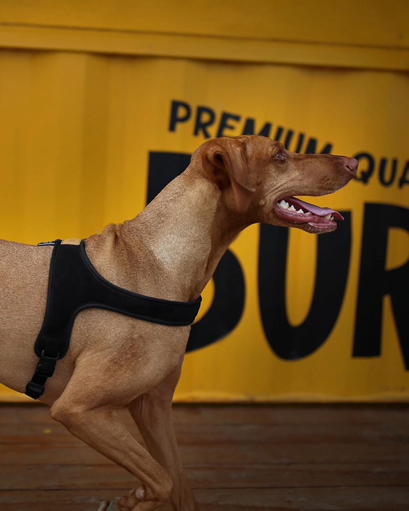 Town Slip-On Dog Harness