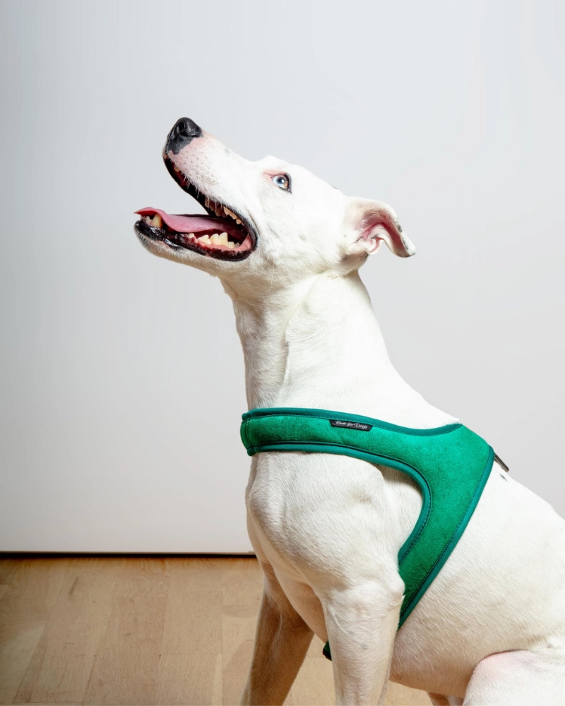 Town Slip-On Dog Harness