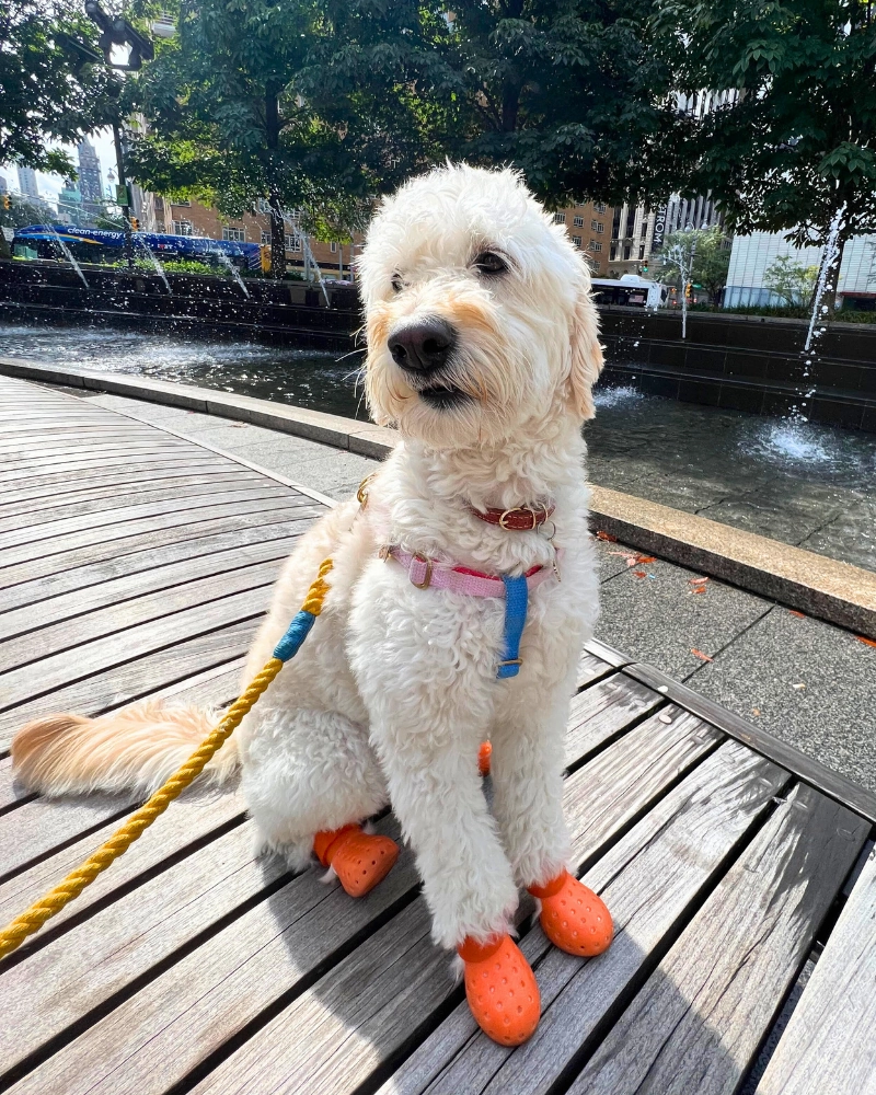 WagWellies Mojave Dog Boots (in Orange, Sage, or Sand)