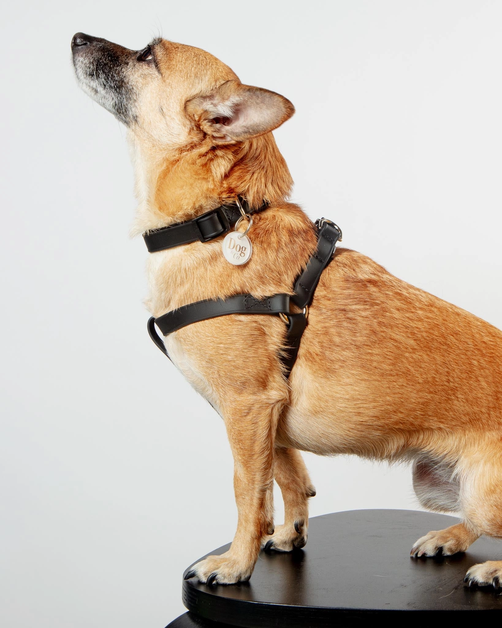 Walk in the Park Waterproof Dog Harness in Black (Made in the USA)