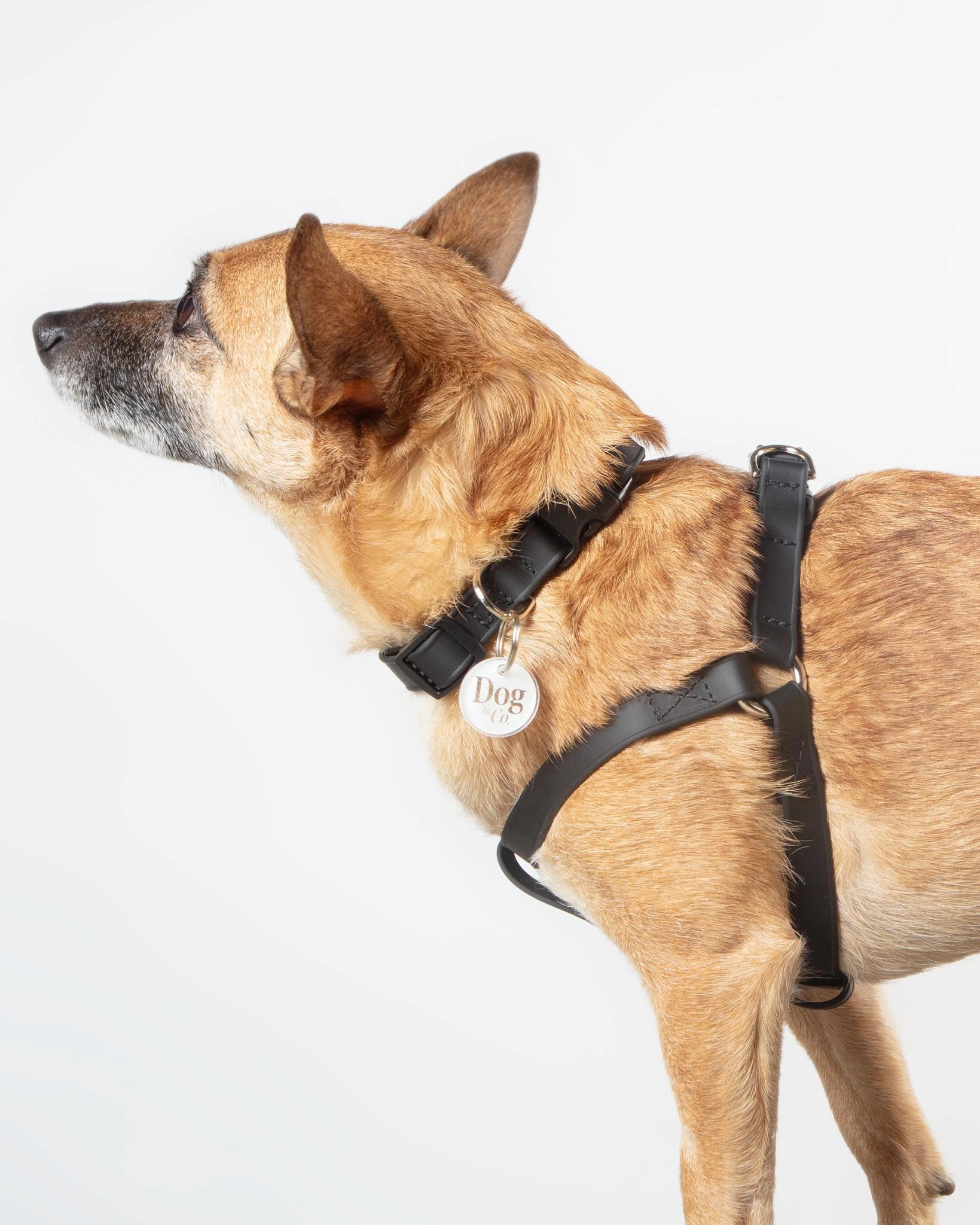 Walk in the Park Waterproof Dog Harness in Black (Made in the USA)