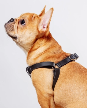Walk in the Park Waterproof Dog Harness in Black (Made in the USA)