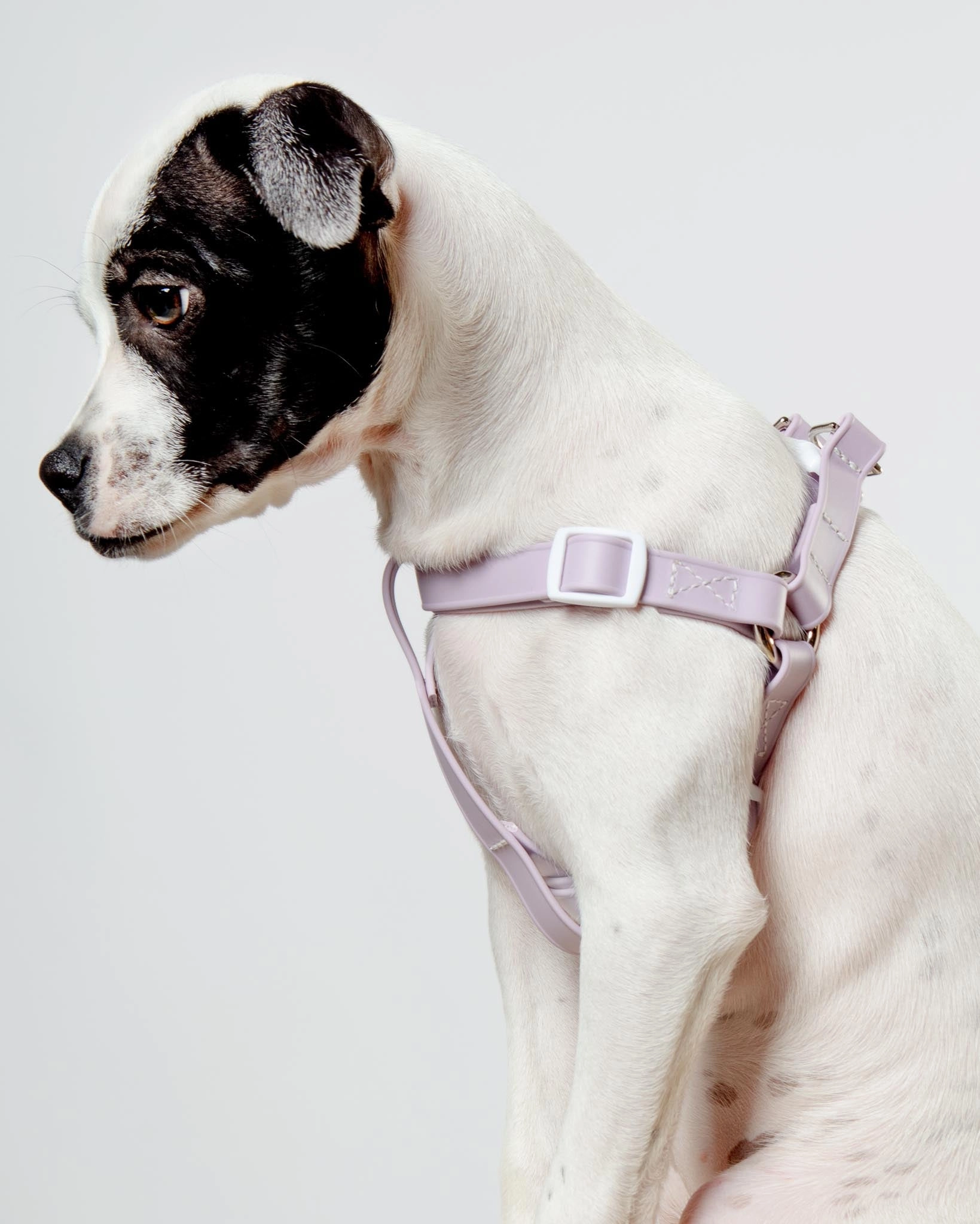 Walk in the Park Waterproof Dog Harness in Lilac (Made in the USA)