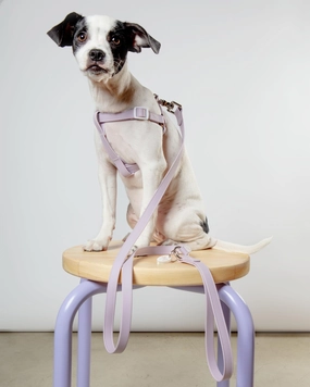 Walk in the Park Waterproof Dog Harness in Lilac (Made in the USA)