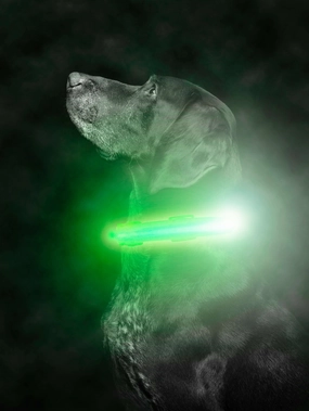 Weather-Resistant LED Collar