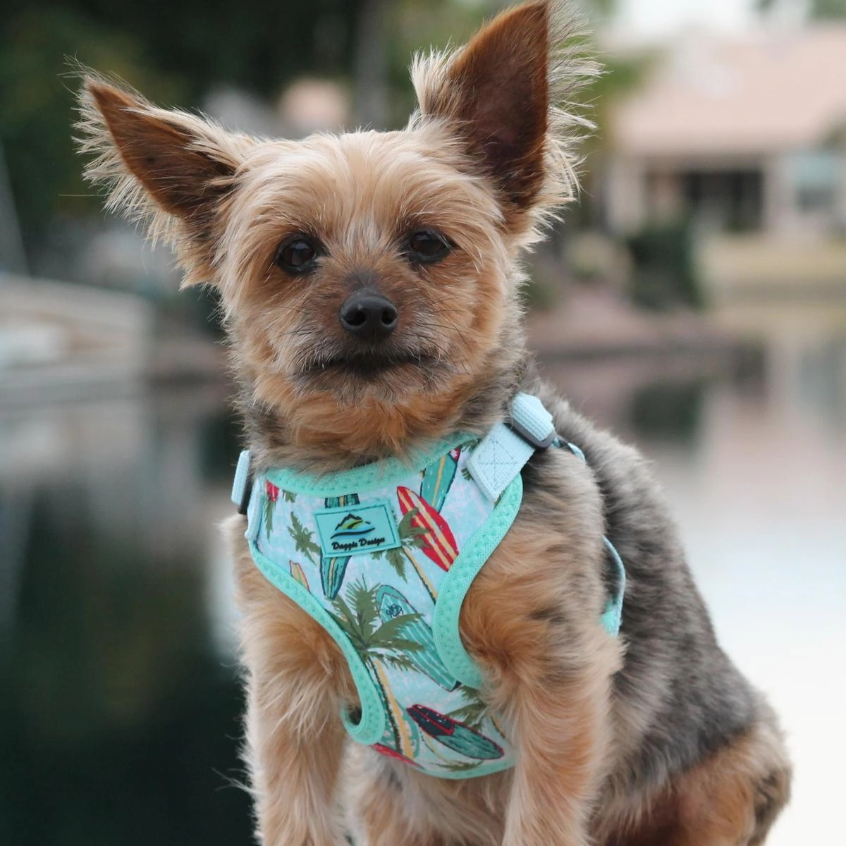 Wrap & Snap Harness | Surfboards & Palms